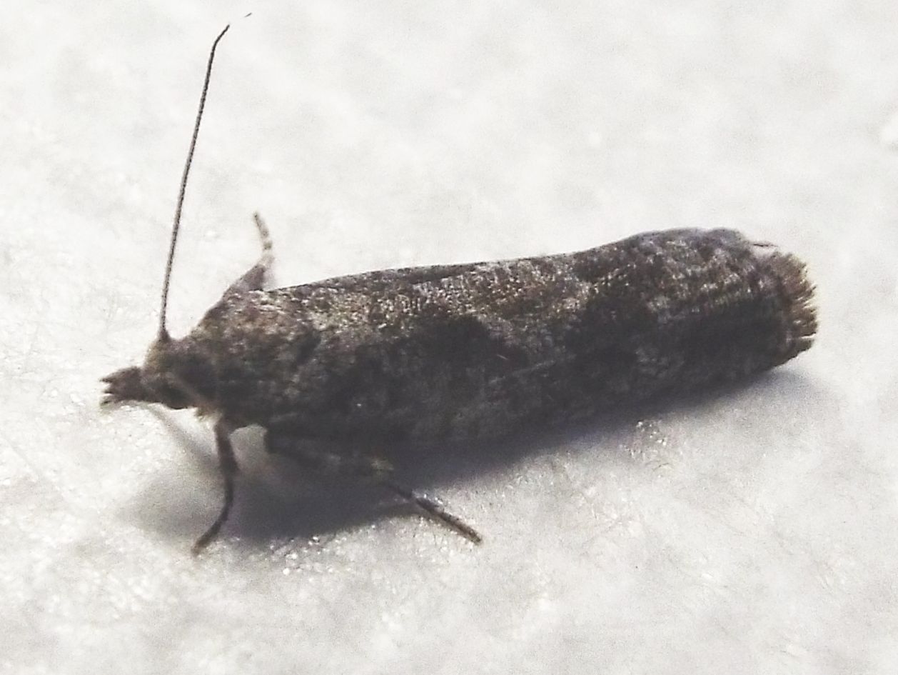 Falena da identificare: Tortricidae: Zeiraphera sp.