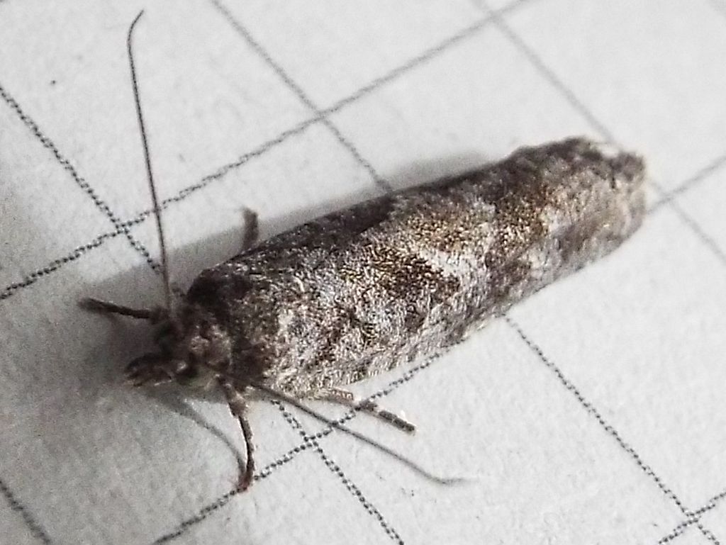 Falena da identificare: Tortricidae: Zeiraphera sp.