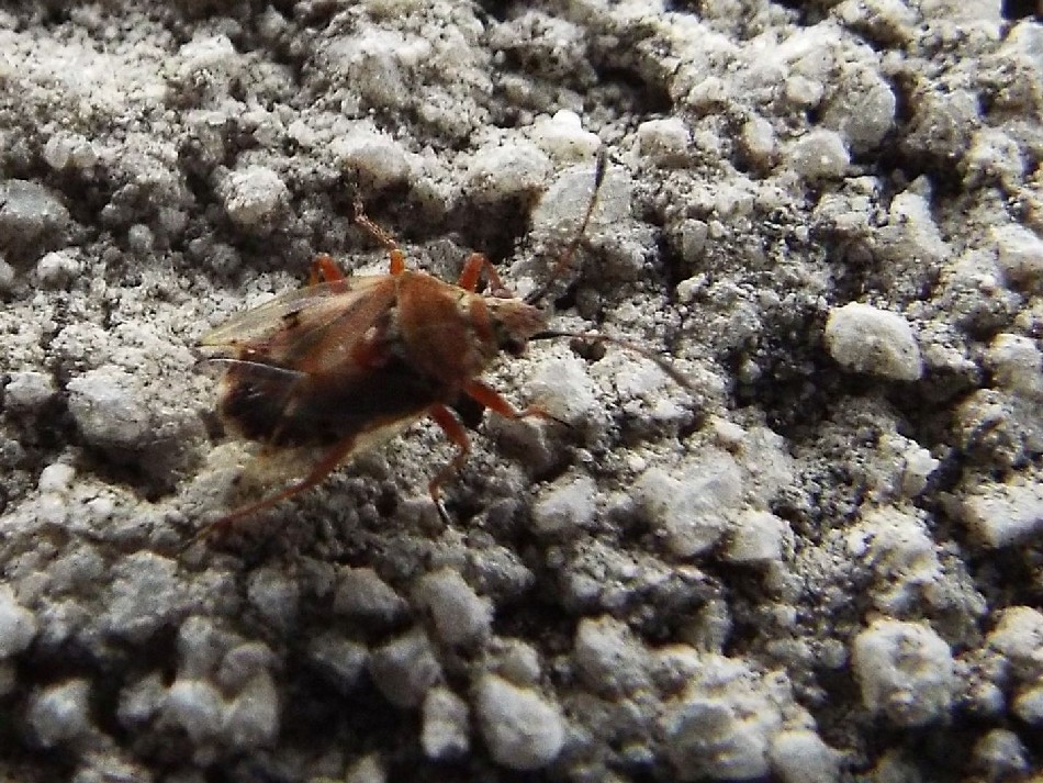 Lygaeidae:    Kleidocerys ericae