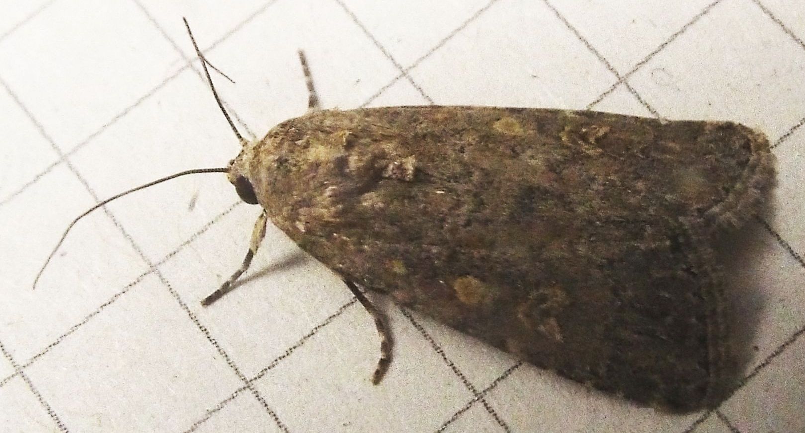 Spodoptera exigua,  Noctuidae