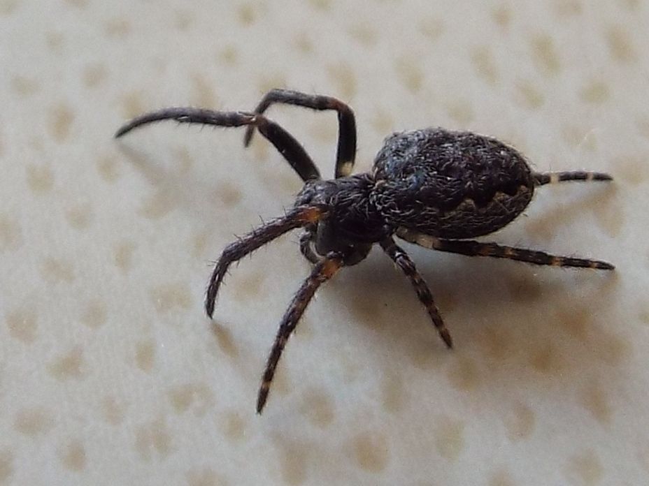 Nuctenea cfr. umbratica. Vigo di Fassa (TN)