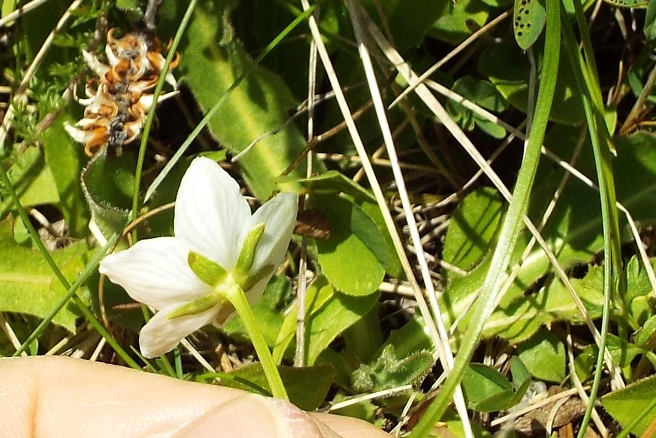 Parnassia palustris