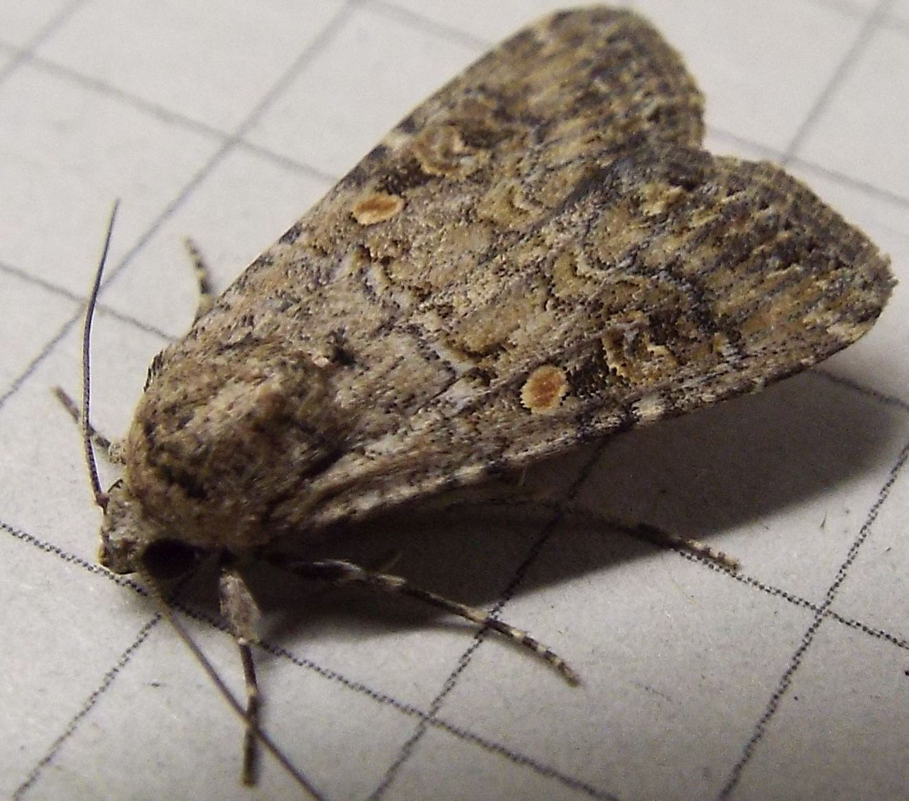 Un''altra Mamestra brassicae?No,Spodoptera exigua