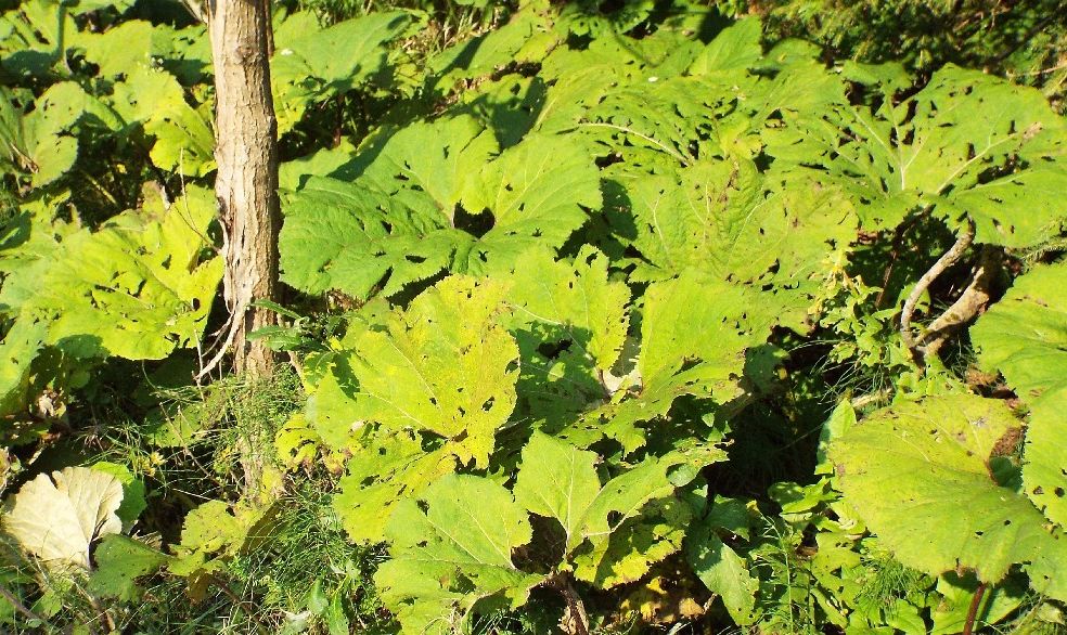 Grandi foglie...rovinate:   Petasites sp. (Asteraceae)