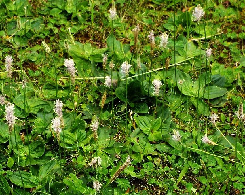 Quale Plantago?  Plantago media