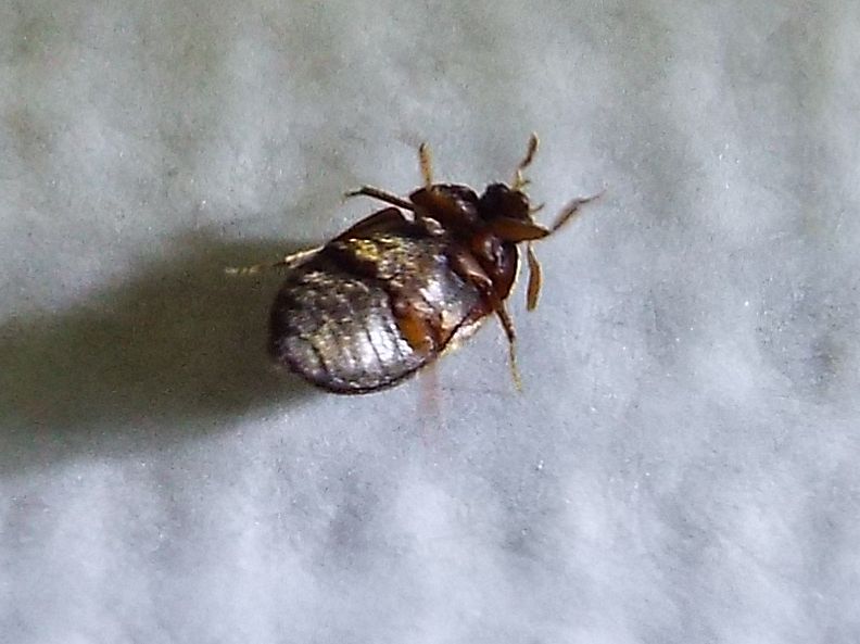 Dermestidae: Attagenus sp.  (cfr. A. brunneus)