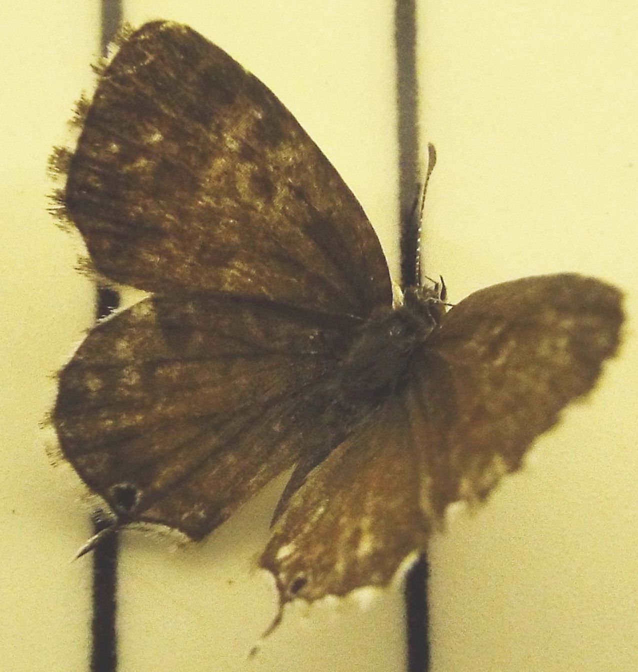 Cacyreus marshalli (Lycenidae)
