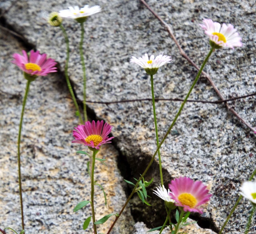 Erigeron karvinskianus / Cspica karvinskiana