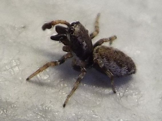 Salticus sp.  - Milano
