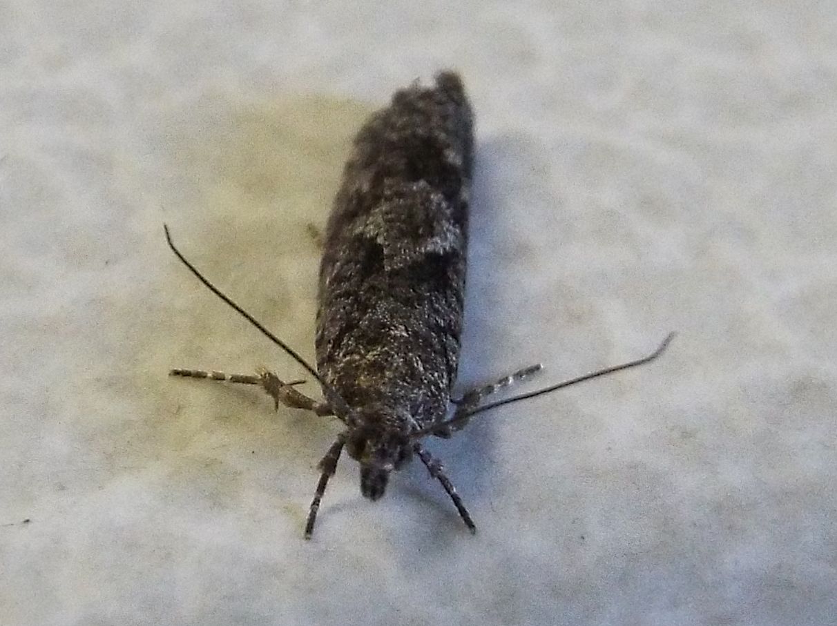 Falena da identificare: Tortricidae: Zeiraphera sp.