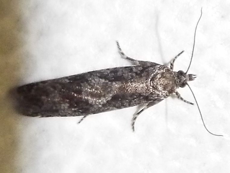 Falena da identificare: Tortricidae: Zeiraphera sp.