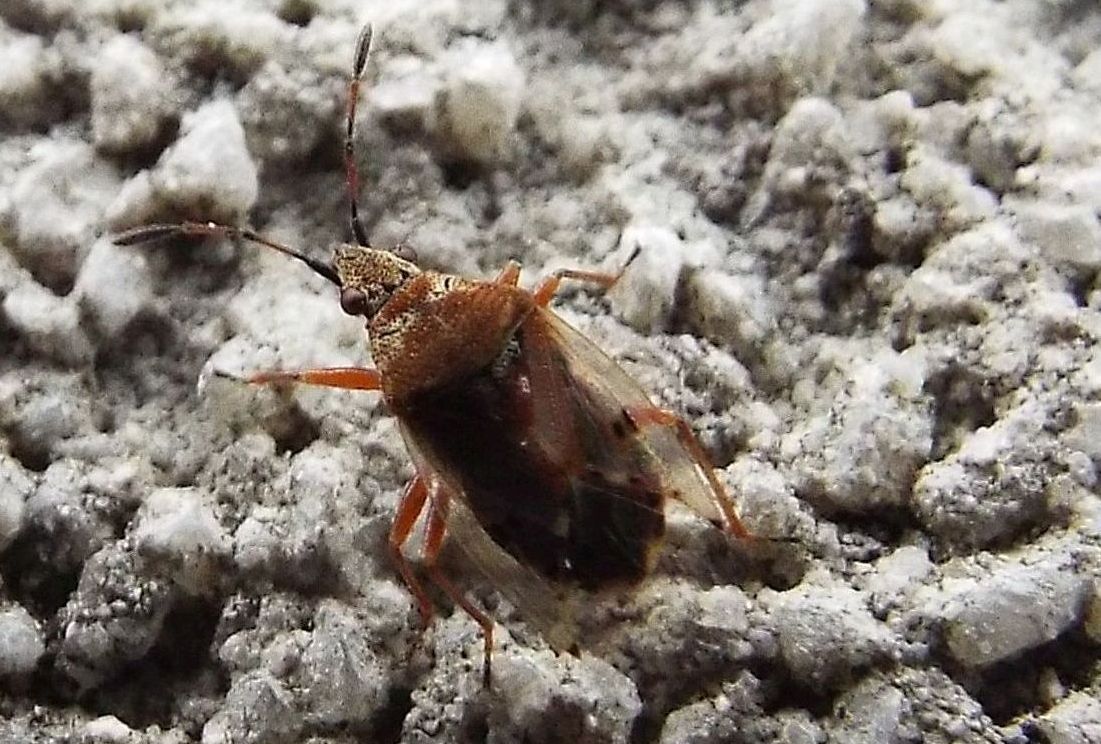 Lygaeidae:    Kleidocerys ericae