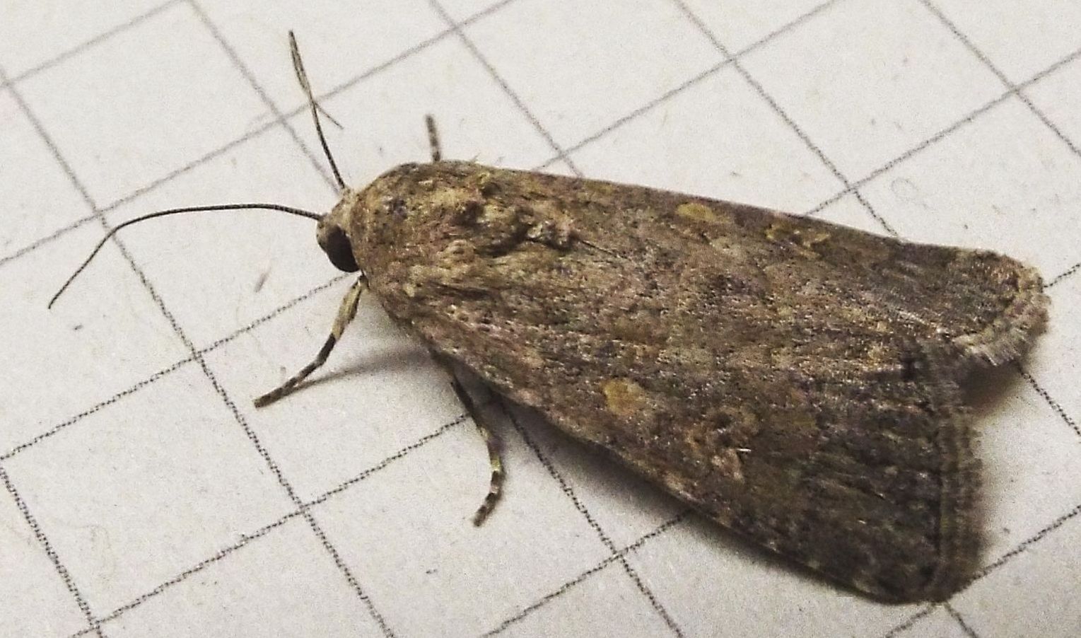 Spodoptera exigua,  Noctuidae