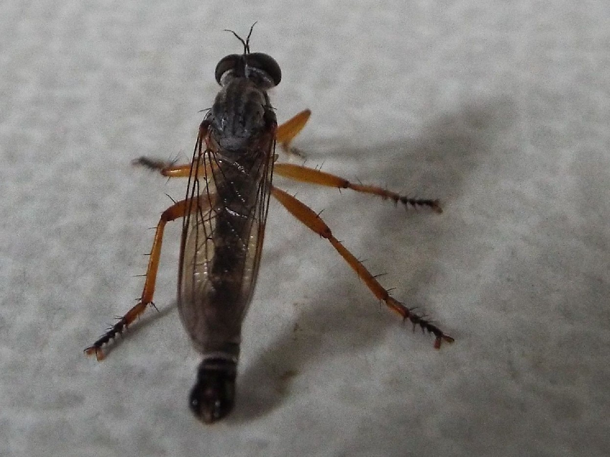 Neomochtherus pallipes (Asilidae)