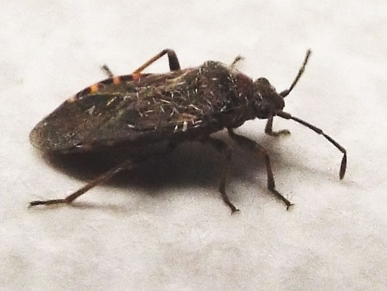 Arocatus melanocephalus (Lygaeidae) - Milano