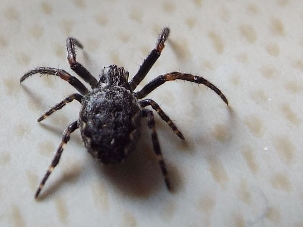 Nuctenea cfr. umbratica. Vigo di Fassa (TN)