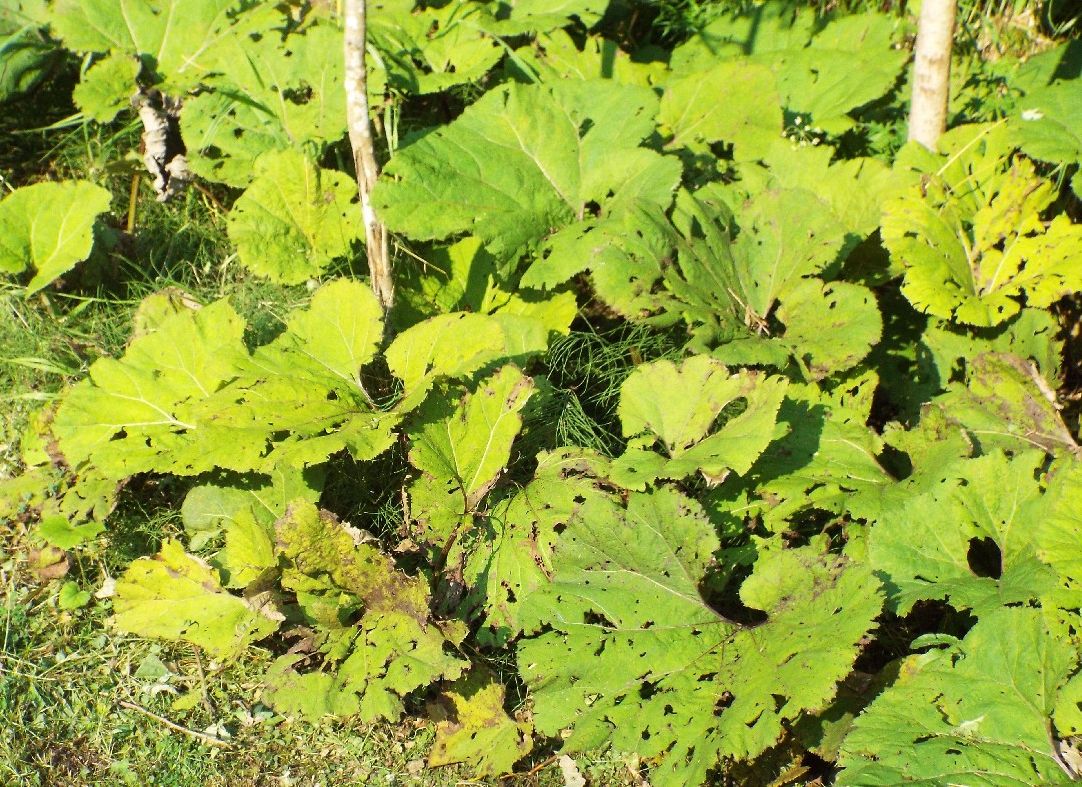 Grandi foglie...rovinate:   Petasites sp. (Asteraceae)