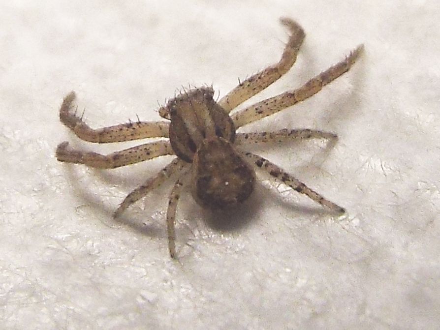 Piccolo Thomisidae casalingo:   Xysticus sp.