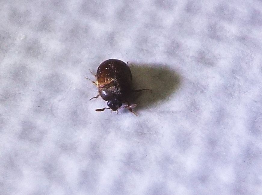 Dermestidae: Attagenus sp.  (cfr. A. brunneus)