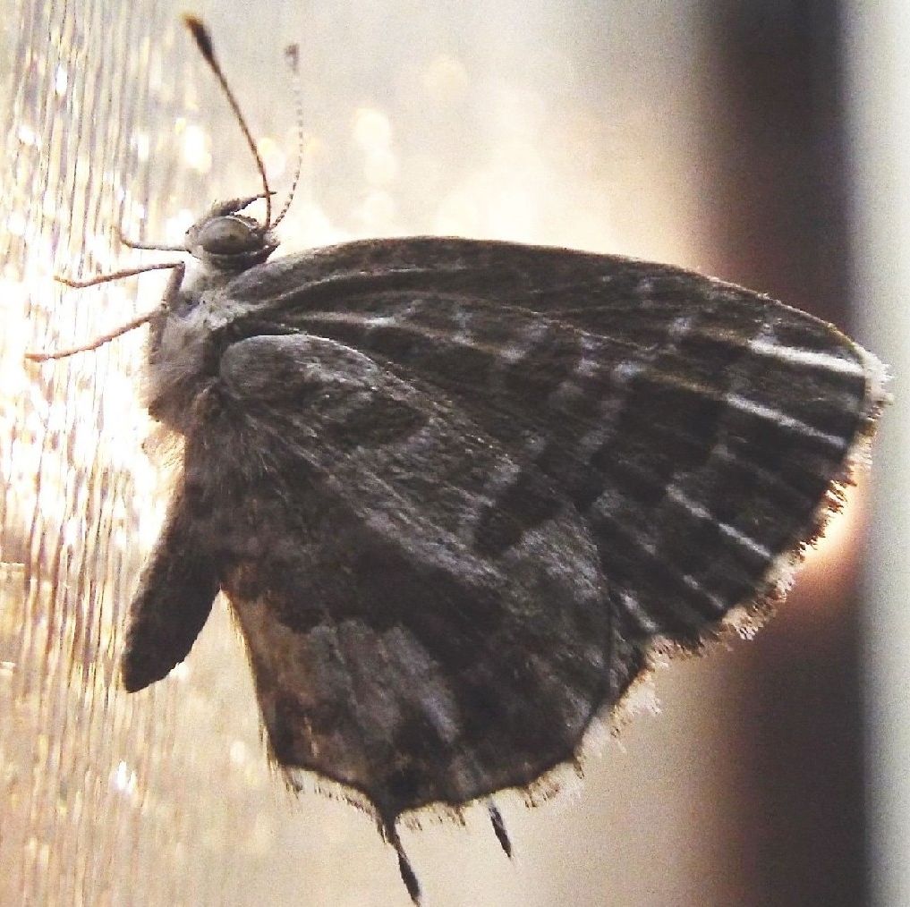 Cacyreus marshalli (Lycenidae)