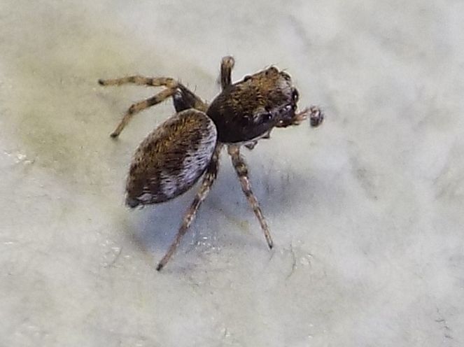 Salticus sp.  - Milano