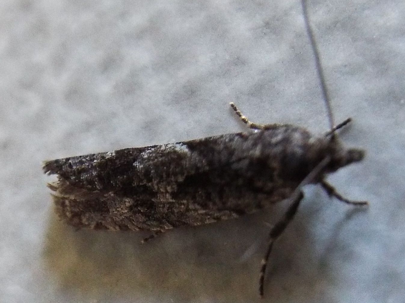 Falena da identificare: Tortricidae: Zeiraphera sp.