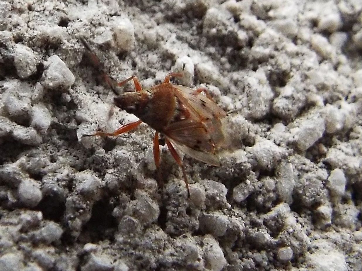 Lygaeidae:    Kleidocerys ericae