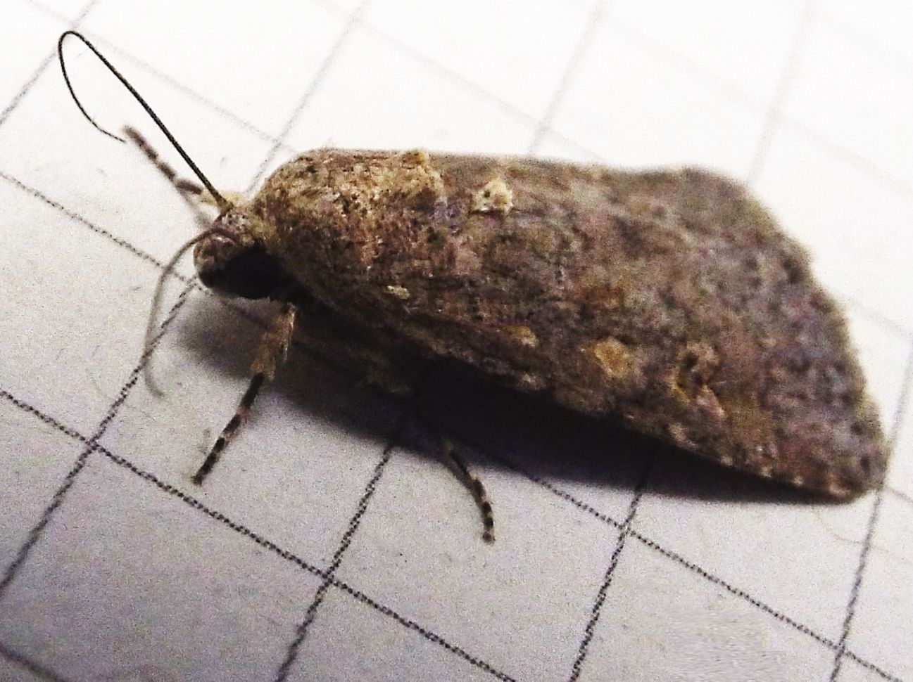 Spodoptera exigua,  Noctuidae