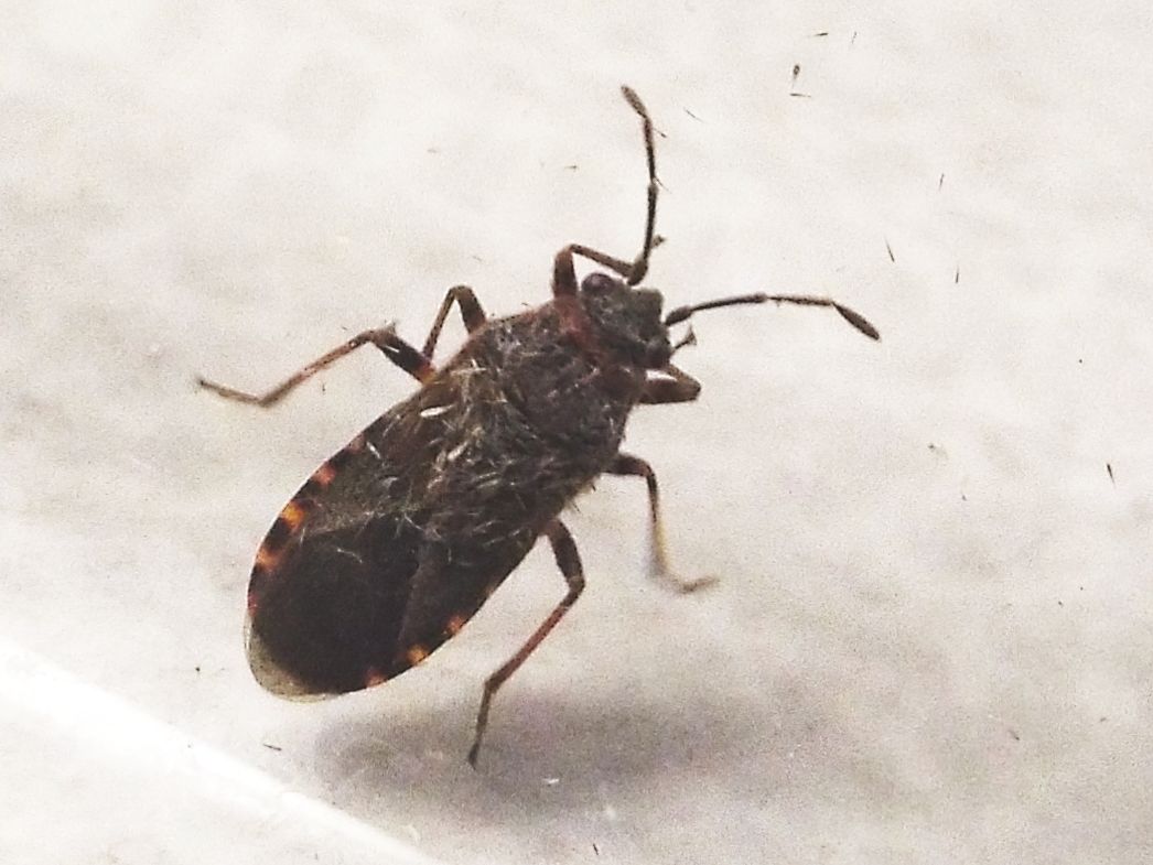 Arocatus melanocephalus (Lygaeidae) - Milano