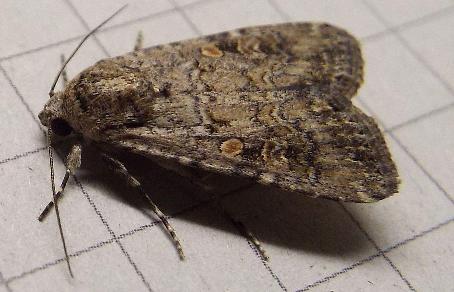 Un''altra Mamestra brassicae?No,Spodoptera exigua