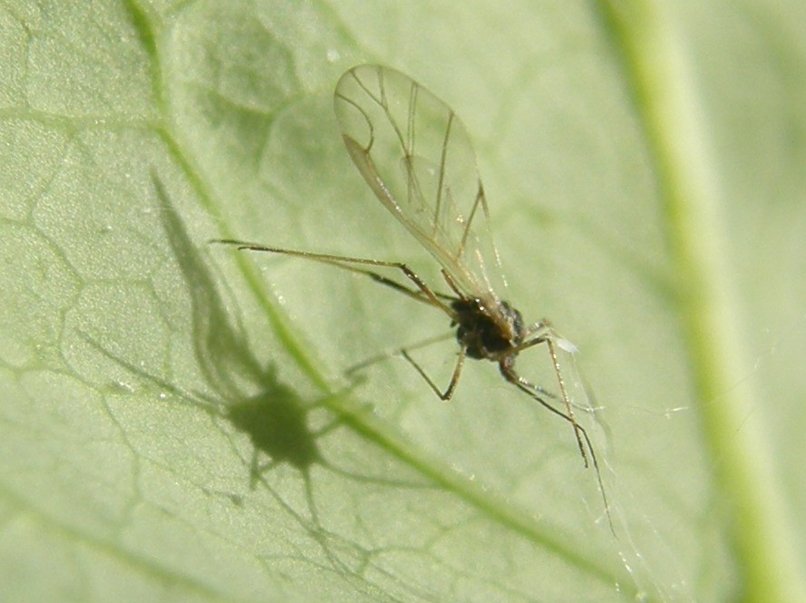 Afide su asteracea: Uroleucon sp.