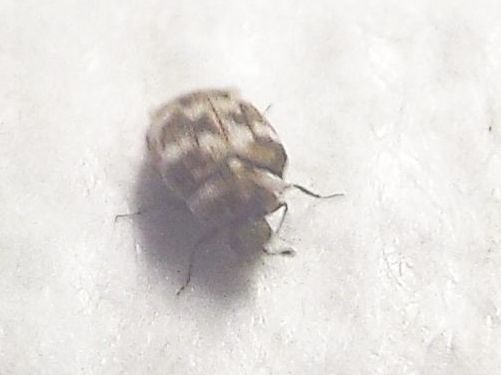 Dermestidae: Anthrenus cfr. verbasci