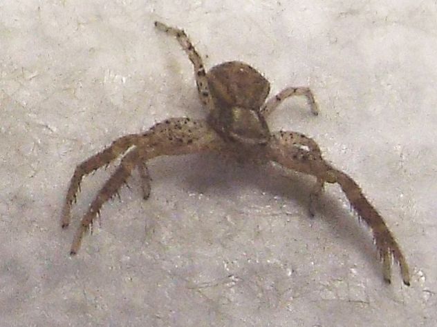 Piccolo Thomisidae casalingo:   Xysticus sp.