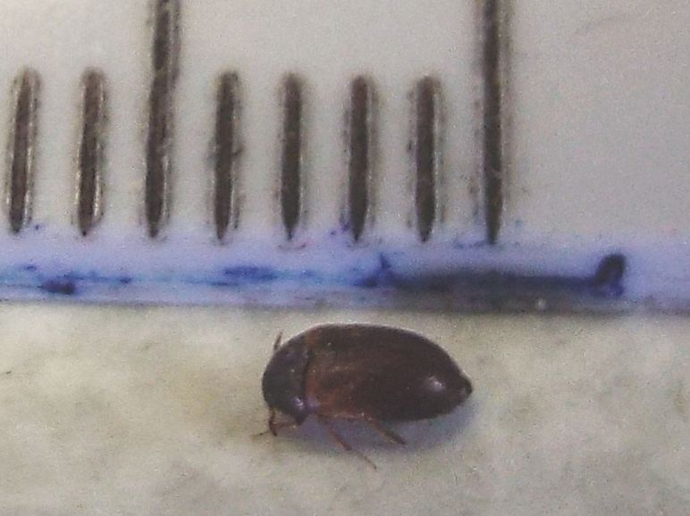 Dermestidae: Attagenus sp.  (cfr. A. brunneus)
