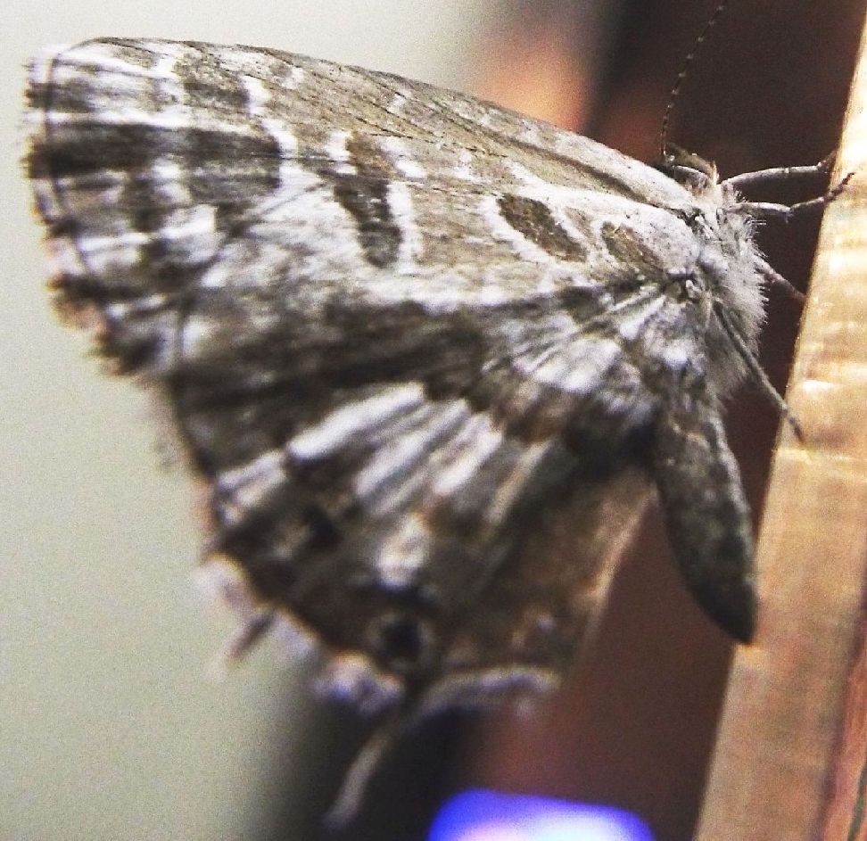 Cacyreus marshalli (Lycenidae)