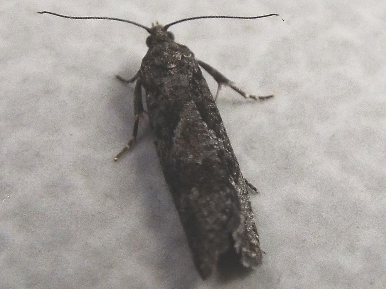 Falena da identificare: Tortricidae: Zeiraphera sp.