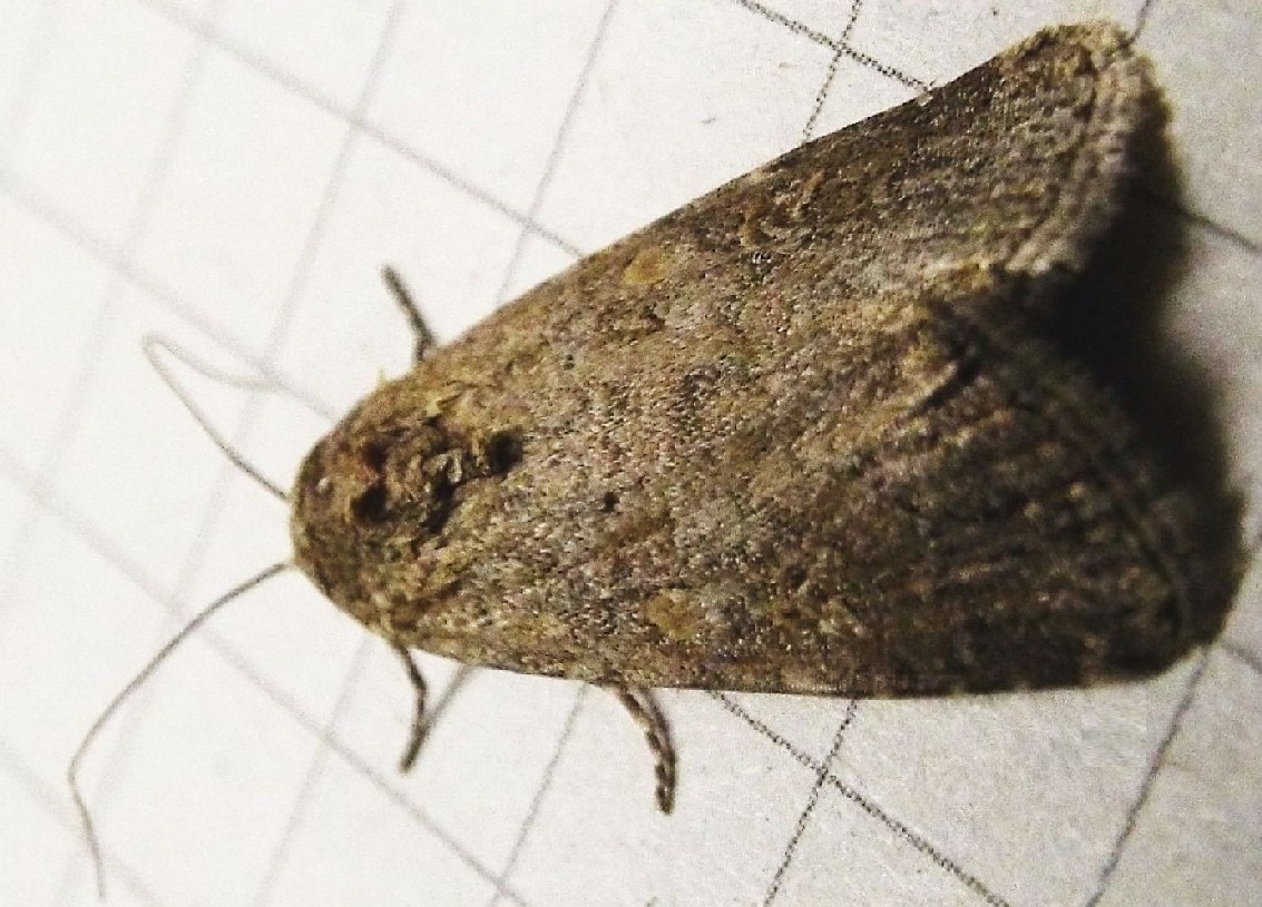 Spodoptera exigua,  Noctuidae