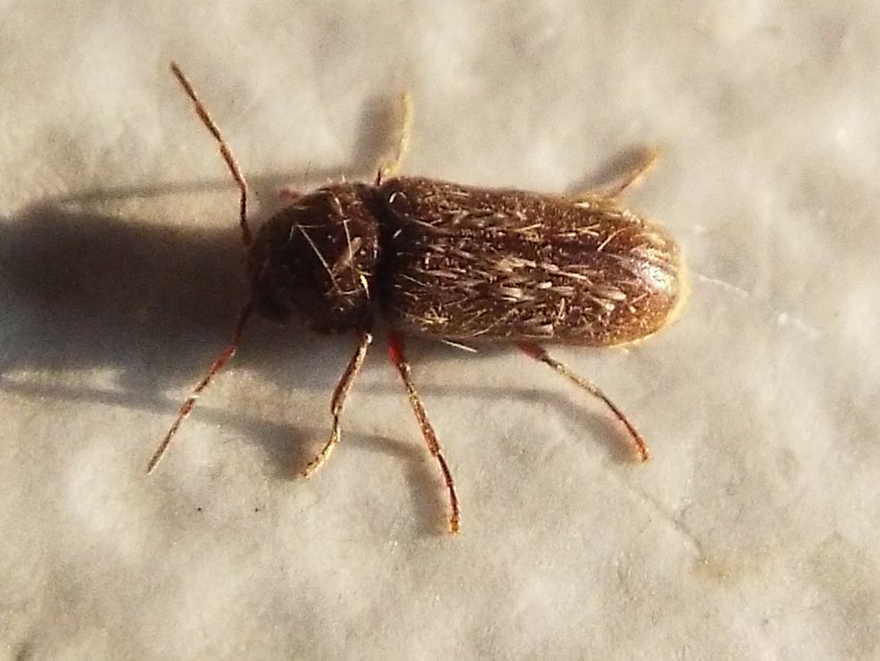 Oligomerus cfr. ptilinoides (Anobiidae)