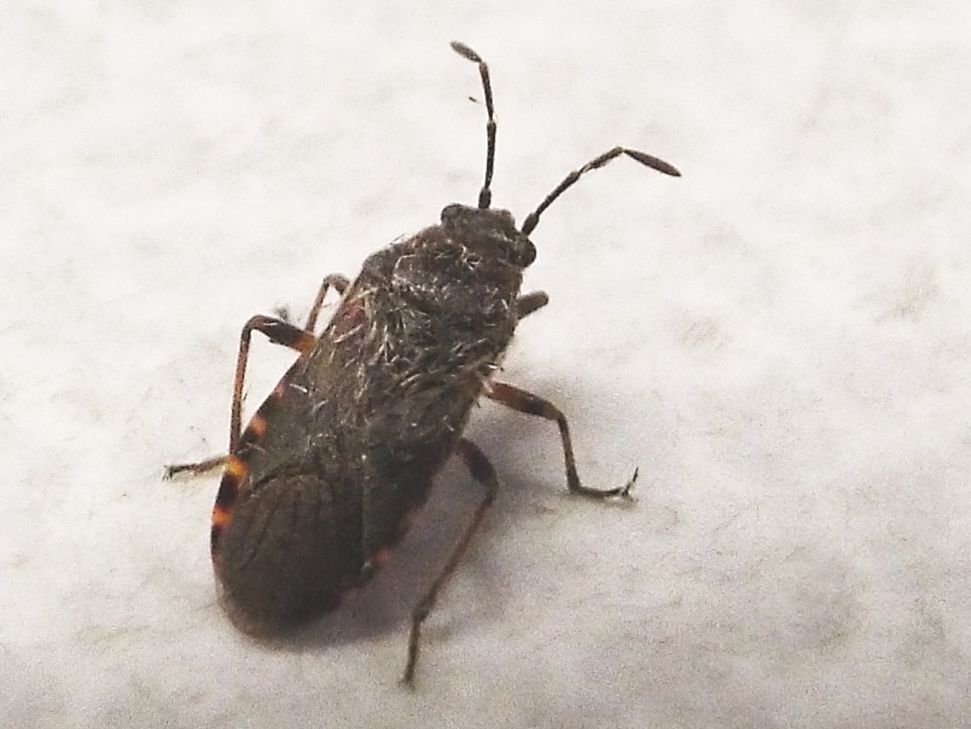 Arocatus melanocephalus (Lygaeidae) - Milano
