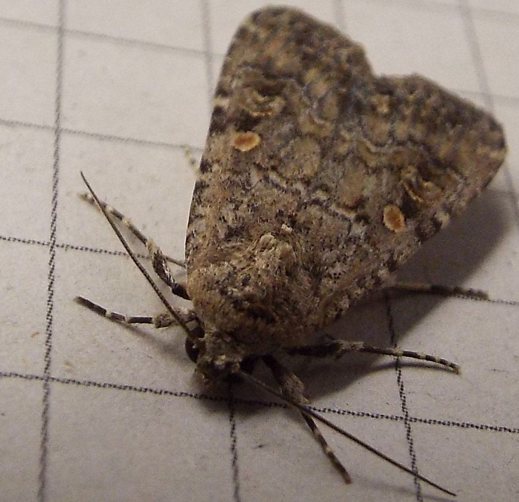 Un''altra Mamestra brassicae?No,Spodoptera exigua