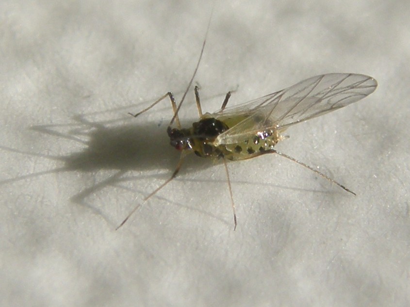 Afide su asteracea: Uroleucon sp.