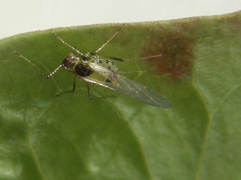 Afide su asteracea: Uroleucon sp.