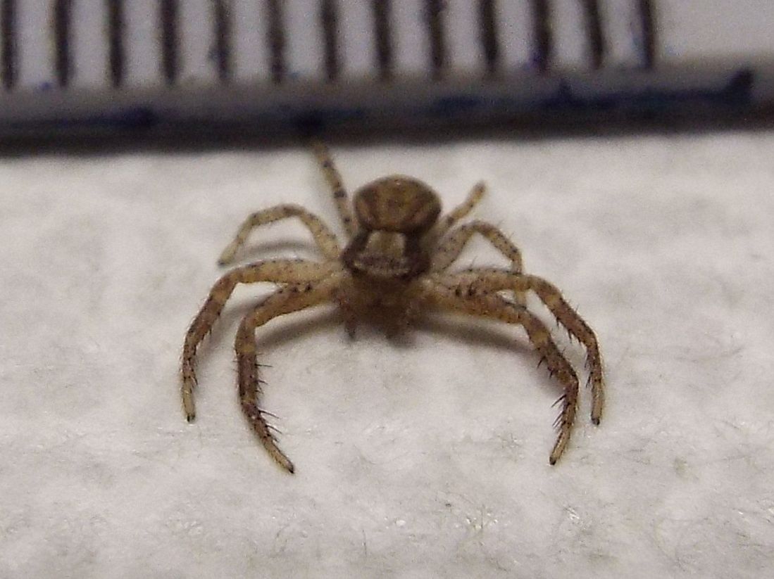 Piccolo Thomisidae casalingo:   Xysticus sp.
