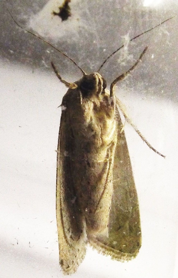 Spodoptera exigua,  Noctuidae