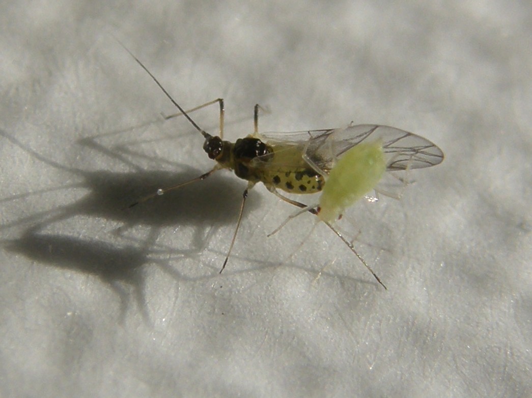 Afide su asteracea: Uroleucon sp.