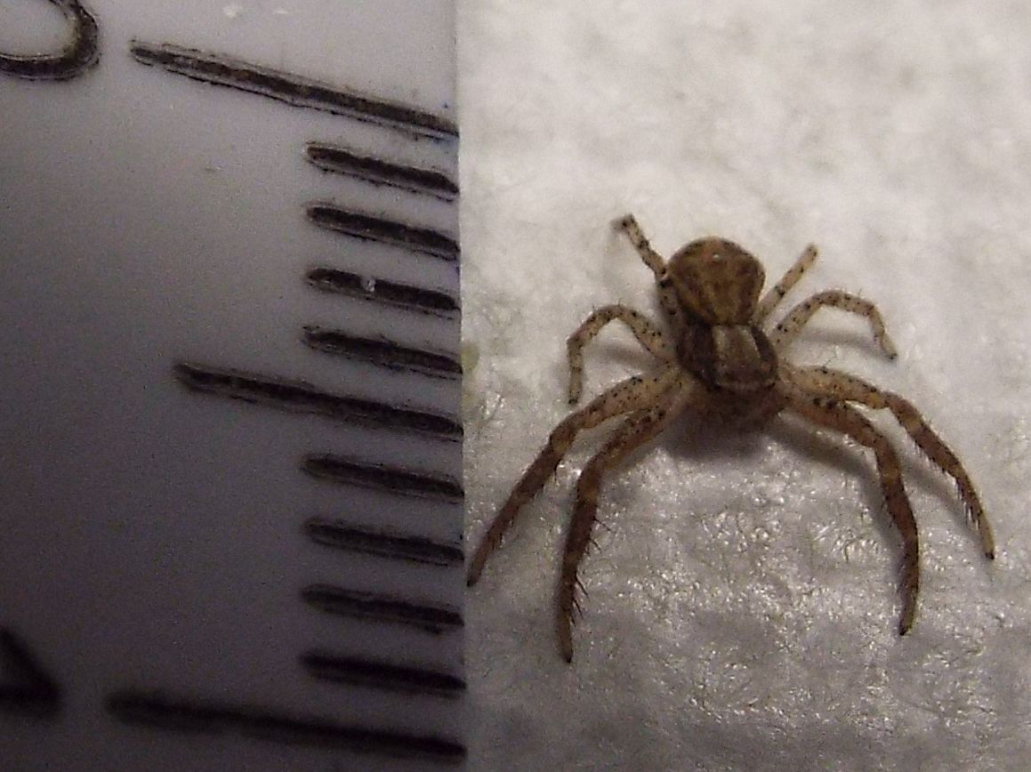 Piccolo Thomisidae casalingo:   Xysticus sp.
