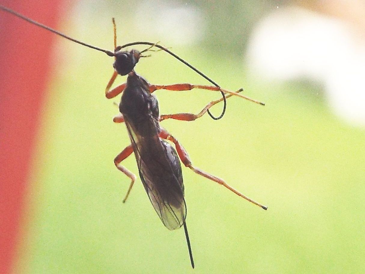 Braconidae