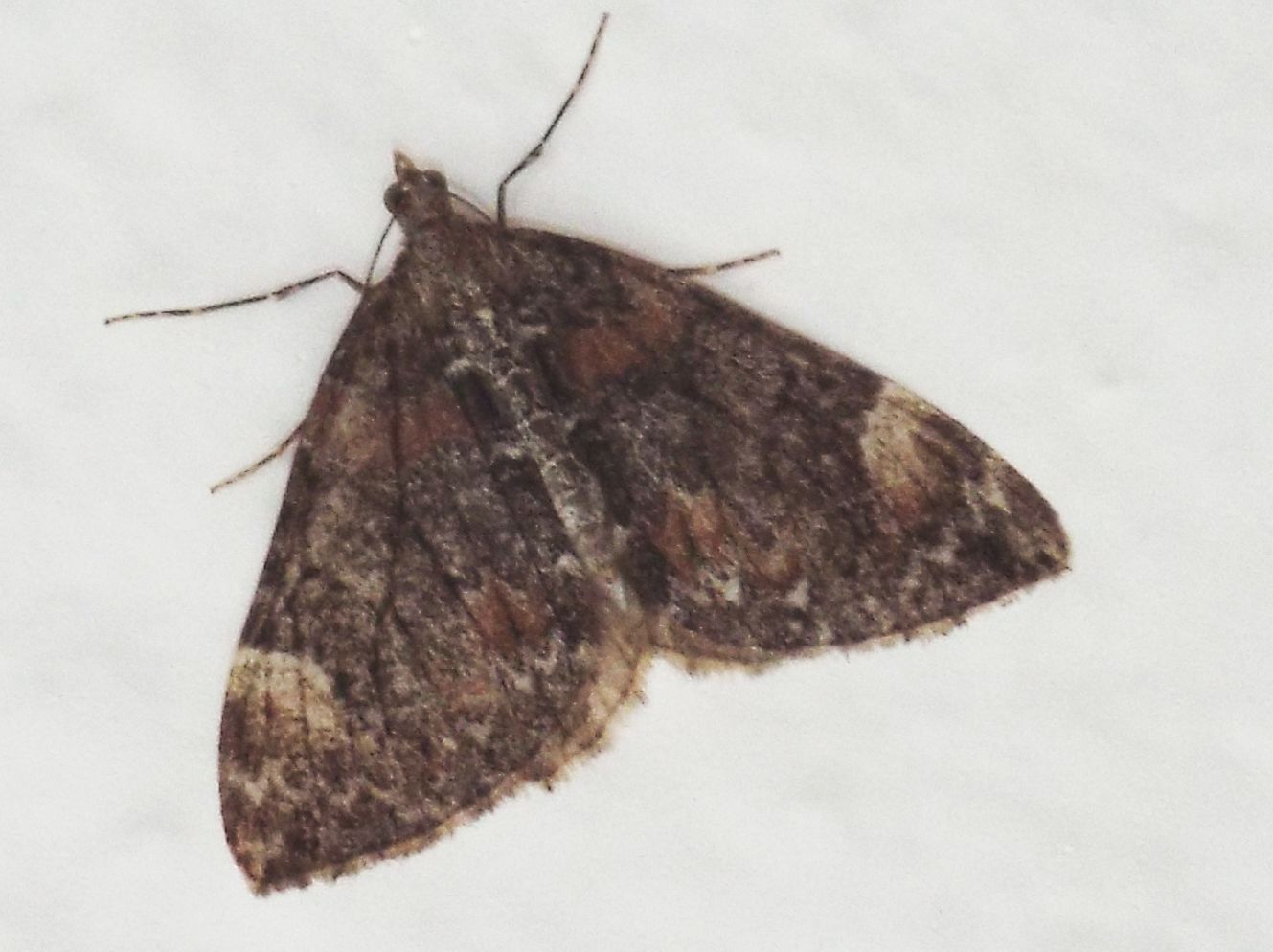 Dysstroma sp. (Geometridae)