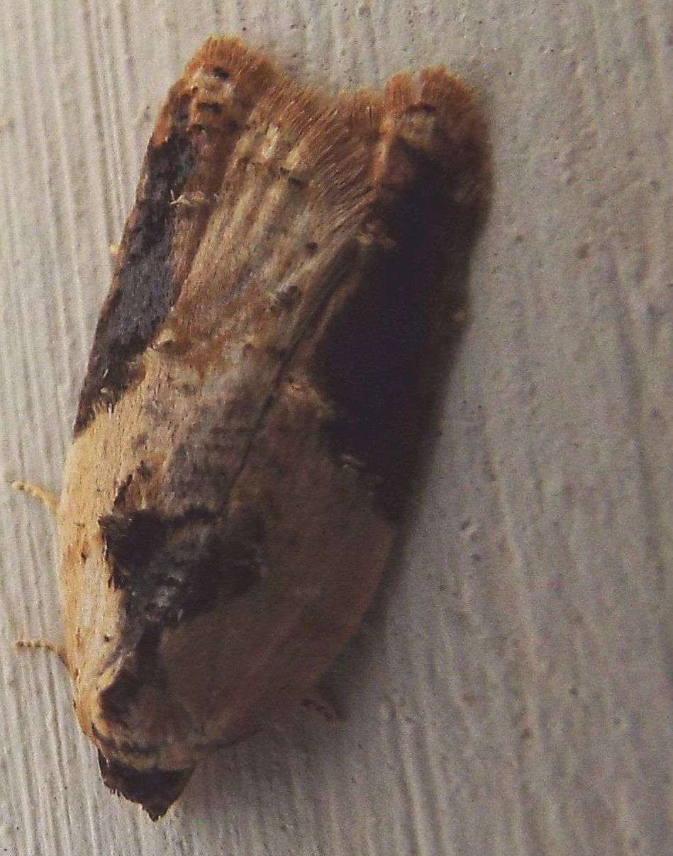 Strana falena da identificare - Acleris variegana