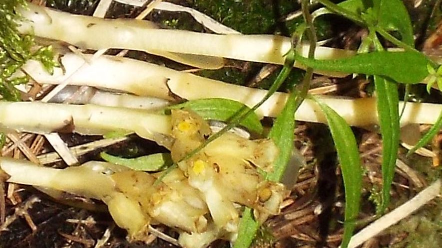 E'' un'' Orobanche?  No, Monotropa cfr. hypopitys (Ericaceae)